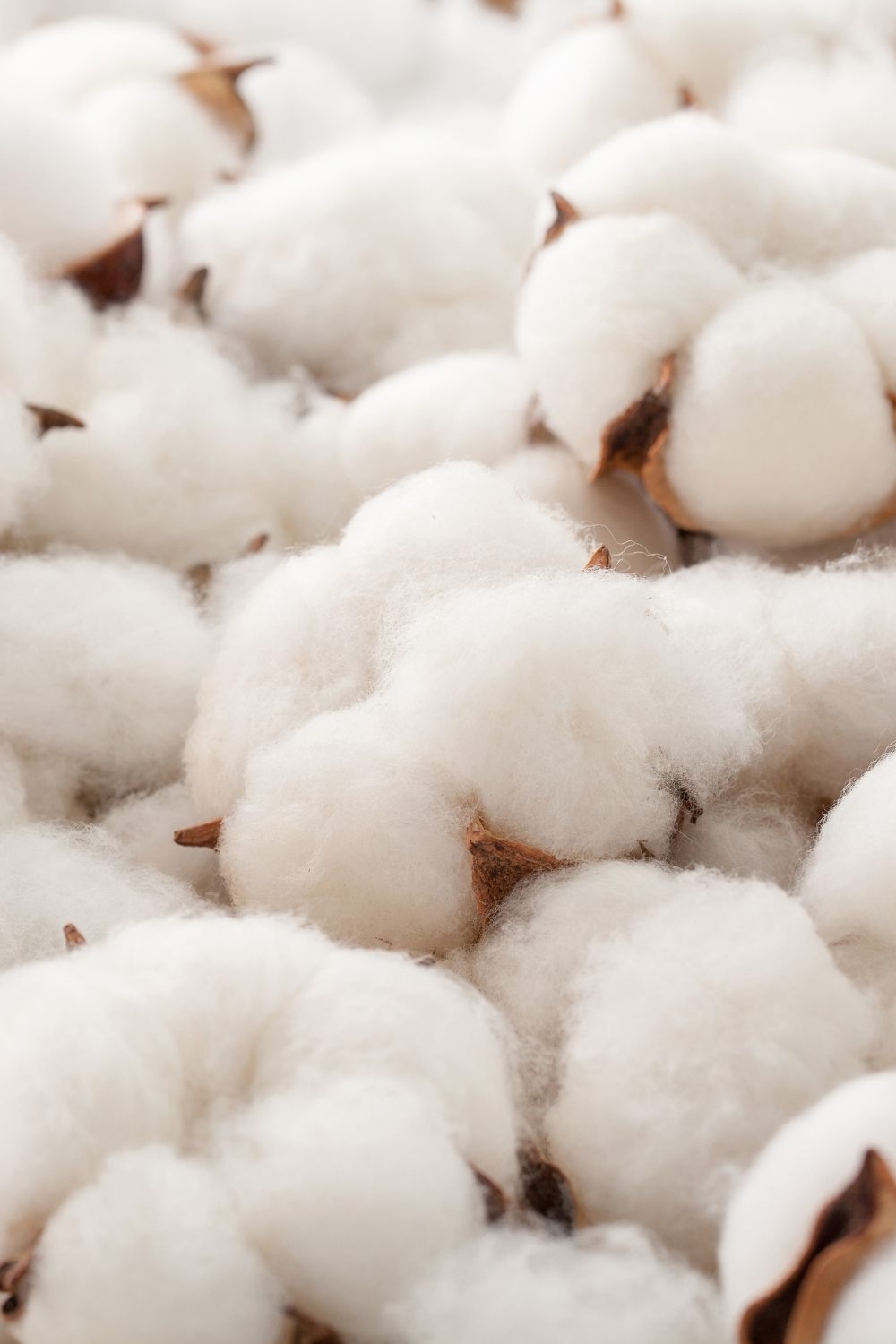 Close up view of Cotton before being processed