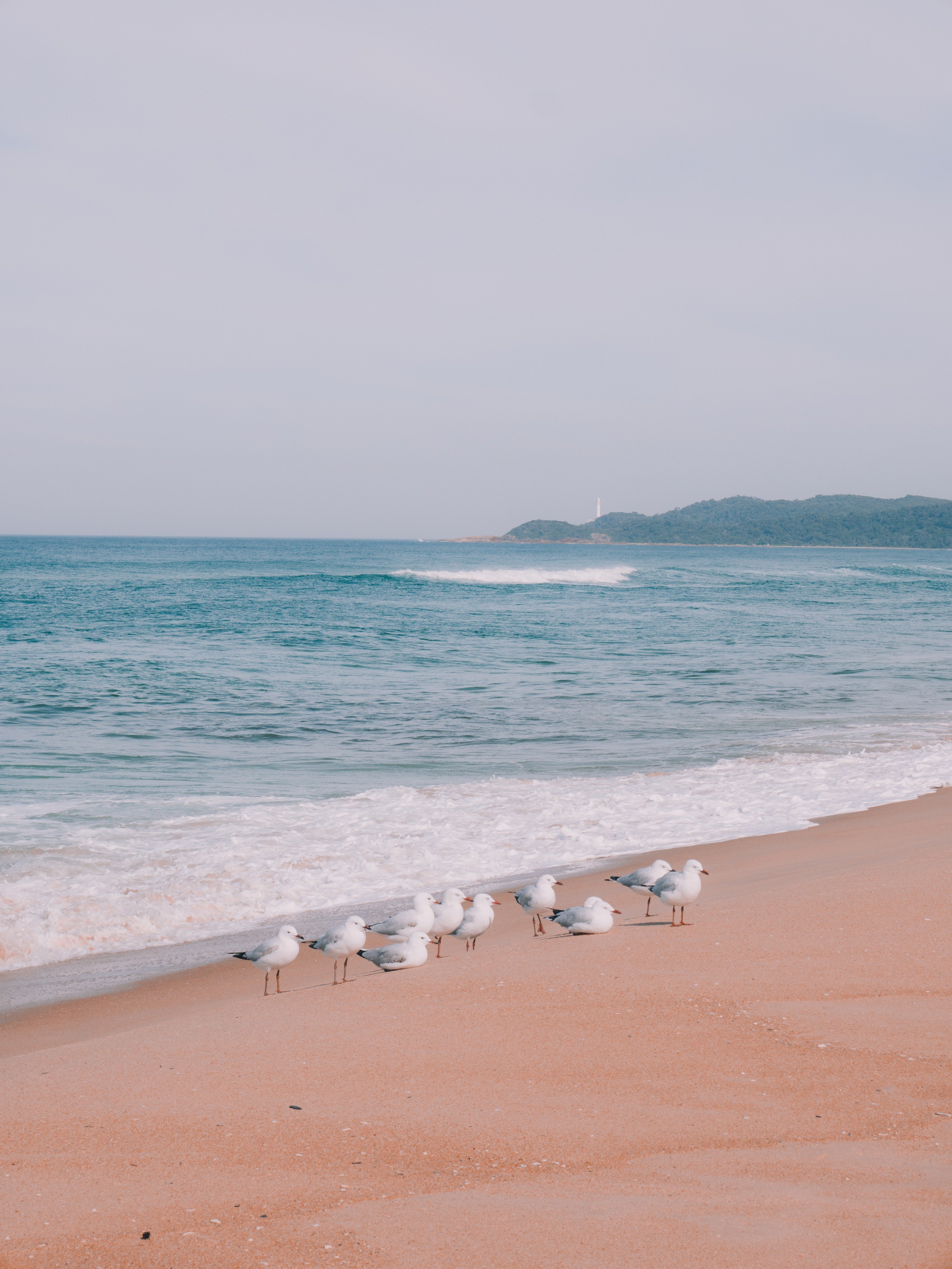 Image of the view from a Shorebird Beach Chair at the beach with seagulls next to the ocean